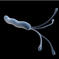 Helicobacter Pylori Test by Post